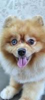 um cachorro spitz na mesa de um cabeleireiro depois de um corte de cabelo. lindo cachorrinho foto