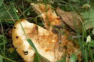 cogumelo comido por vermes e lesmas na floresta foto