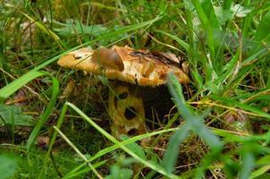 cogumelo comido por vermes e lesmas na floresta foto