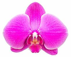 flor de orquídea phalaenopsis rosa isolada em branco com traçado de recorte foto