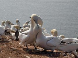 pássaros na ilha de helgoland foto