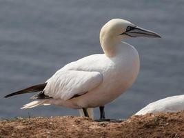 pássaros na ilha de helgoland foto