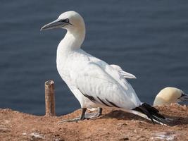 pássaros na ilha de helgoland foto