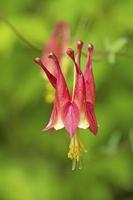 Columbine selvagem crescendo na floresta de primavera foto