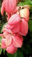 linda flor rosa mussaenda philippica plantada no quintal da casa como decoração foto