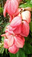 linda flor rosa mussaenda philippica plantada no quintal da casa como decoração foto