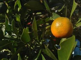 fruta laranja natural e fresca. indústrias agrícolas. jardim de frutas de laranja madura foto