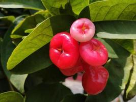 frutas de maçã rosa, frutas de maçã de cera. frutas tropicais das mirtáceas. fruta fresca madura em indústrias agrícolas foto