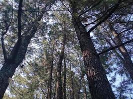 atmosfera de floresta de abetos em um dia ensolarado foto