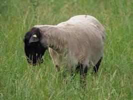 ovelhas em um campo na Alemanha foto