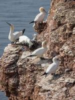 pássaros na ilha de helgoland foto