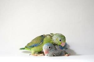 forpus bebê pássaro recém-nascido verde e azul pied cor irmãos animais de estimação em pé no fundo branco, é o menor papagaio do mundo. foto