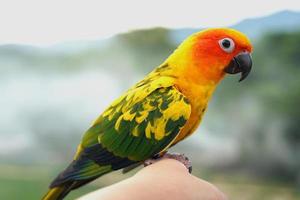 sun conure papagaio ou pássaro bonito é aratinga tem amarelo na mão fundo borrão montanhas e céu, aratinga solstitialis animal de estimação exótico adorável, nativo da amazônia