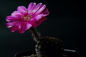 lobivia híbrida flor rosa, planta tipo de cacto cactos estames a cor amarela é echinopsis encontrada em tropical, close-up shot foto