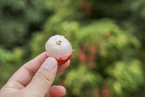 mão segurando a fruta lichia foto