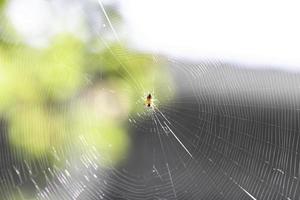 aranha na teia foto