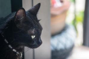 retrato de um gato preto tailandês. um gatinho de raça tailandesa. foto