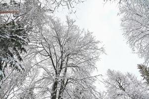 floresta de pinheiros de inverno sob a neve, bela paisagem de neve foto