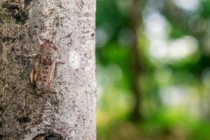 cigarra pendurada na árvore e fundo desfocado foto