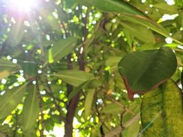 fundo abstrato natureza verde folhas com luz solar foto