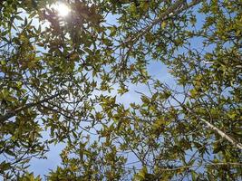 folhas da floresta de mangue com luz solar visível entre as folhas, tiro em ângulo baixo foto