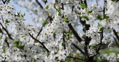 ramos de cerejeira movendo-se ao vento durante a floração com flores brancas foto