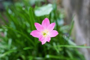 flor de dália rosa. floral background.high quality photo. foto