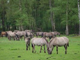 cavalos selvagens na Vestfália foto