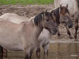 cavalos selvagens na Vestfália foto