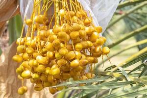 closeup barhi datas palma frutos amarelos phoenix dactylifera nos cachos no jardim de frutas orgânicas para colheita foto