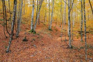 floresta no parque nacional yedigoller, turquia foto