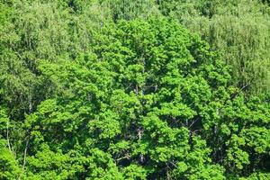 carvalho na floresta verde em dia ensolarado de verão foto
