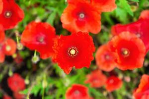 flores de papoula ou papaver no jardim. fundo de natureza primavera foto