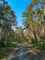 floresta cênica com árvores altas, folhagem exuberante e dois caminhos em um fundo de céu azul foto