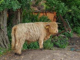 vacas na Vestfália foto