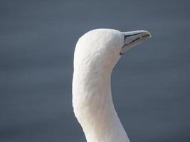 pássaros na ilha de helgoland foto