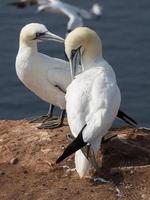 pássaros na ilha de helgoland foto