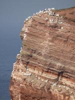 pássaros na ilha de helgoland foto