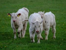 vacas brancas na Vestfália foto