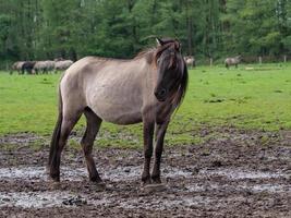 cavalos selvagens na Vestfália foto