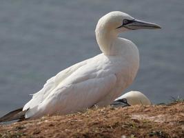 pássaros na ilha de helgoland foto