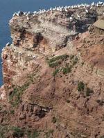 pássaros na ilha de helgoland foto