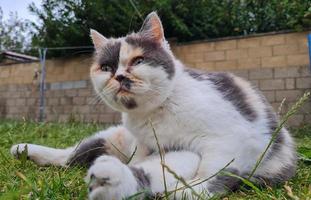 lindo e fofo gatinho está posando no jardim de casa foto