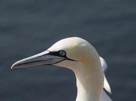 pássaros na ilha de helgoland foto