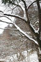 queda de neve no parque de inverno foto