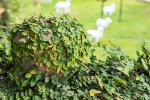 vaso ou plantador com plantas foto