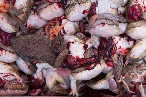 sapos à venda no mercado de alimentos da Tailândia foto