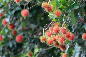 frutas tropicais, rambutan na árvore foto
