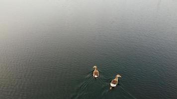 imagem aérea e de alto ângulo pássaros aquáticos bonitos estão nadando no lago stewartby da inglaterra reino unido na bela manhã ao nascer do sol foto