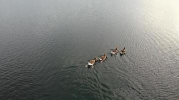 imagem aérea e de alto ângulo pássaros aquáticos bonitos estão nadando no lago stewartby da inglaterra reino unido na bela manhã ao nascer do sol foto